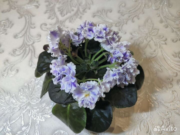 Взрослая фиалка сорта ек-Снежные Карпаты