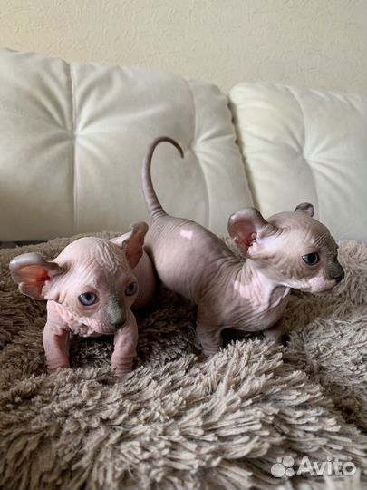 Канадский сфинкс двельф котенок