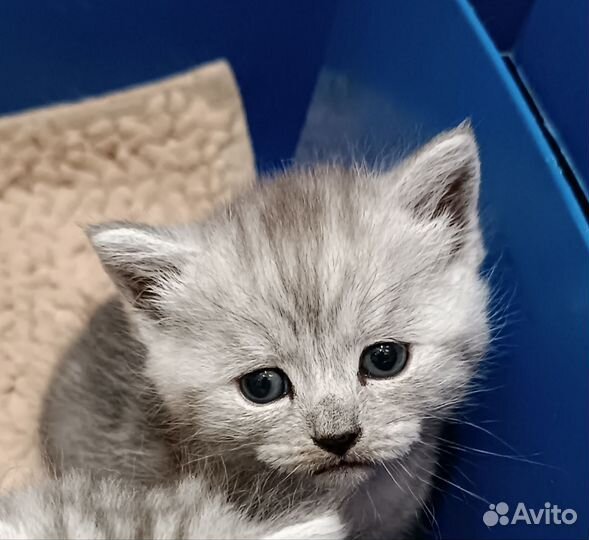 Котята метисы прямоухой британки