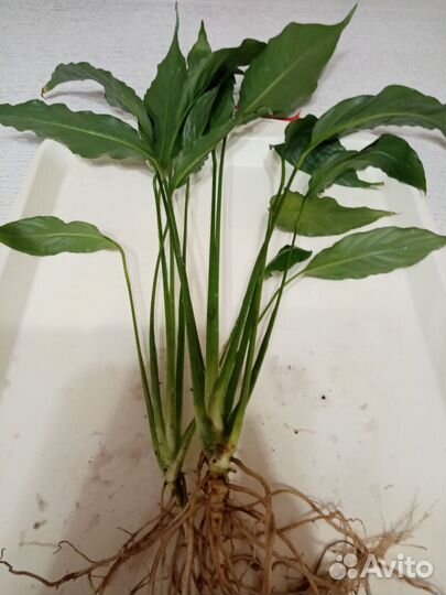 Спатифиллум