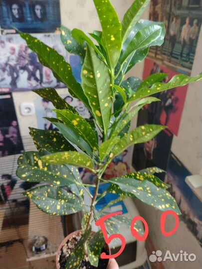 Комнатные растения