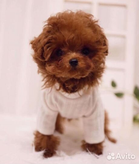 Микро пудель девочка Тедди