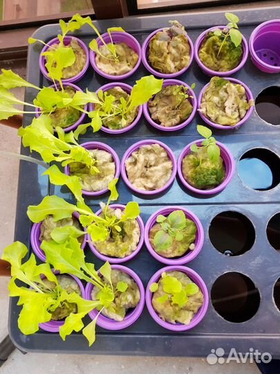 Установка по Гидропонике 39 растений