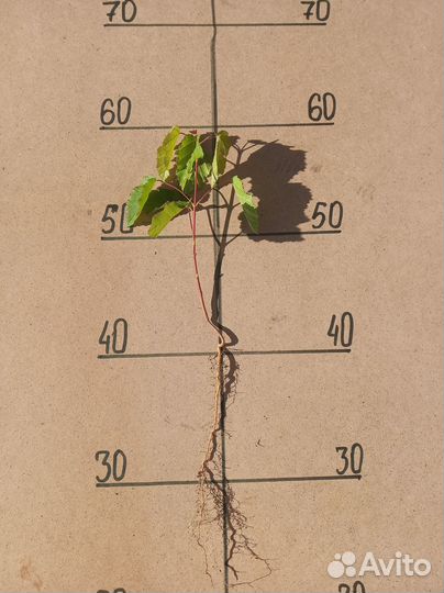 Саженцы Клен Гиннала 15-20см