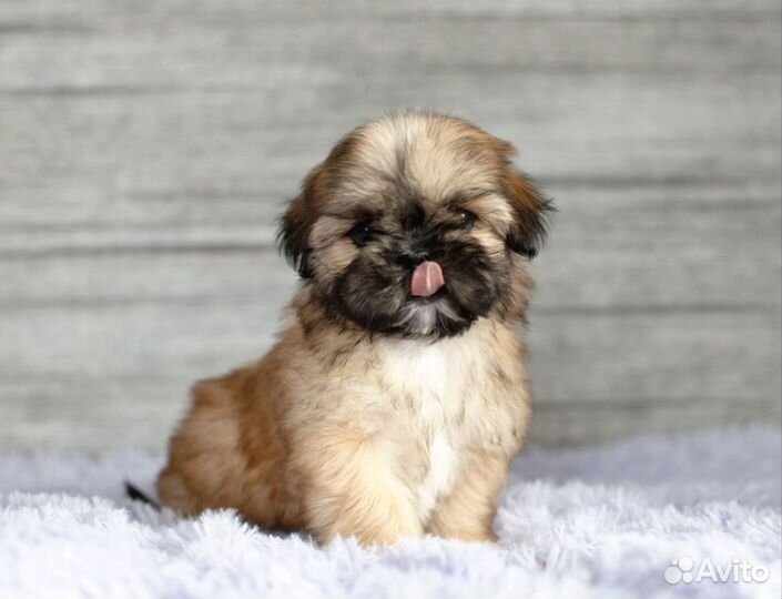 Ши-тцу девочки