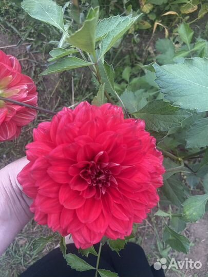 Цветы георгины