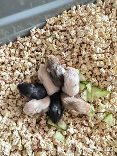 Сирийские хомяки