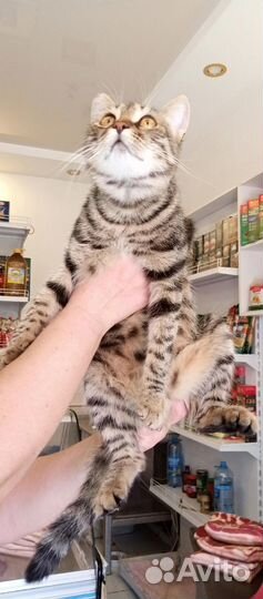 Очень умная воспитанная кошечка пропадает на улице