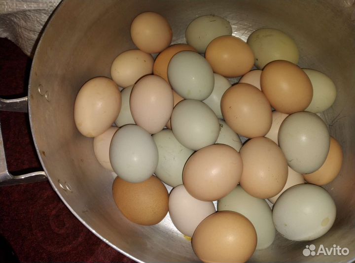 Яйцо домашнее