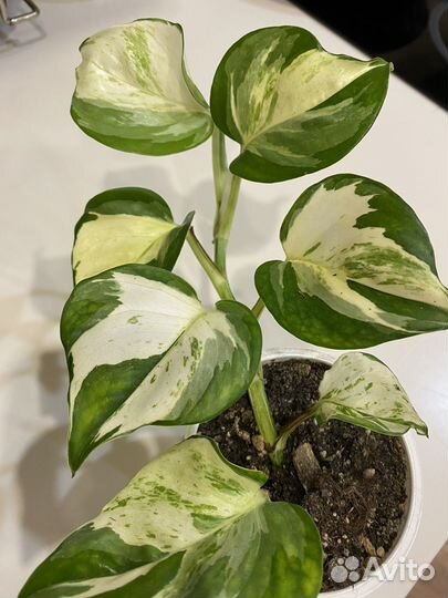 Эпипремнум Хеппи лиф