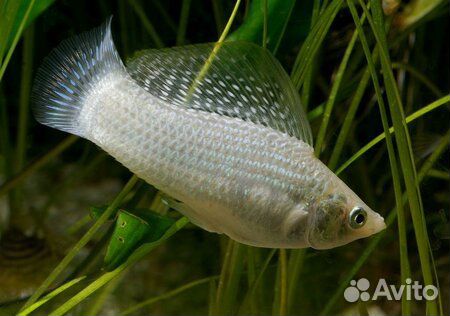 Моллинезия Велифера белая или Парусная Моллинезия