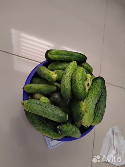 Огурцы свежие домашние