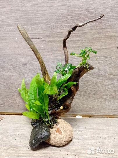 Декорации с живыми растениями