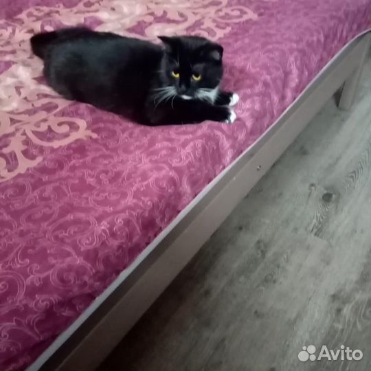 В добрые руки