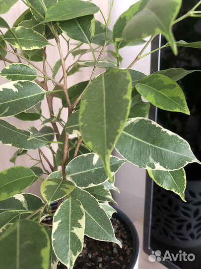 Бенджамина Голден Кинг