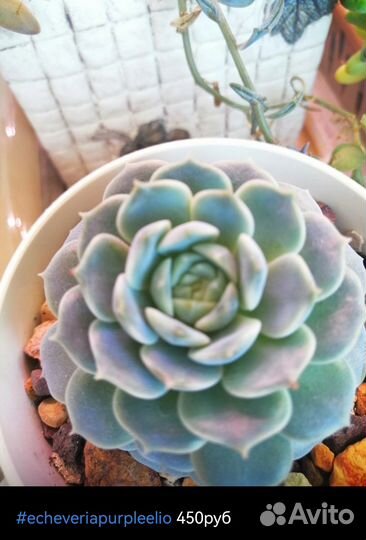 Суккуленты эконом виды