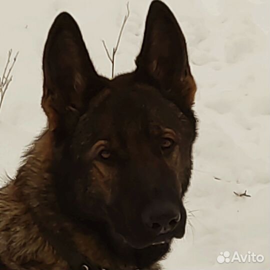 Вязка. Кобель немецкая овчарка