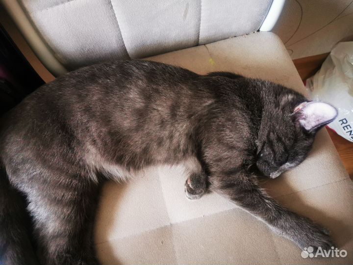 Молодой кот