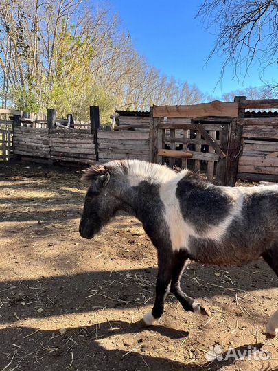 Лошадь пони