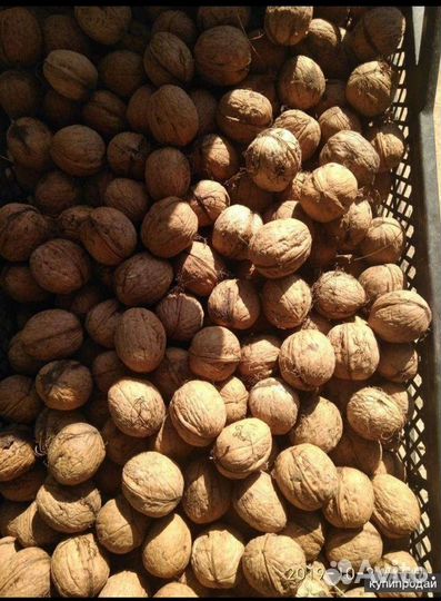 Грецкий орех