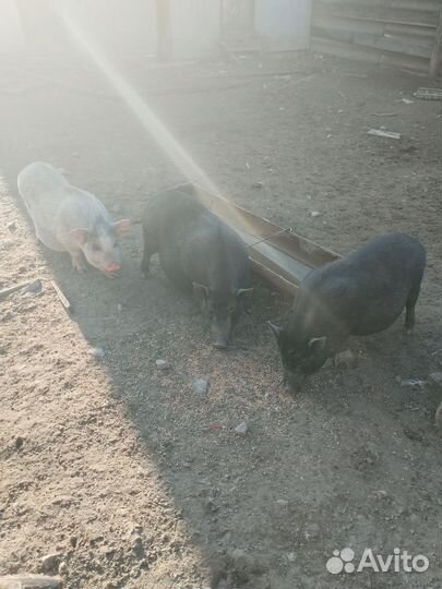 Вьетнамские поросятки