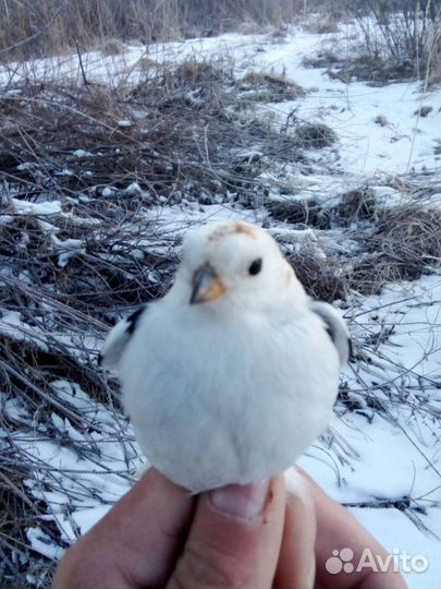 Певчие птицы