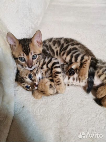 Бенгальские котята