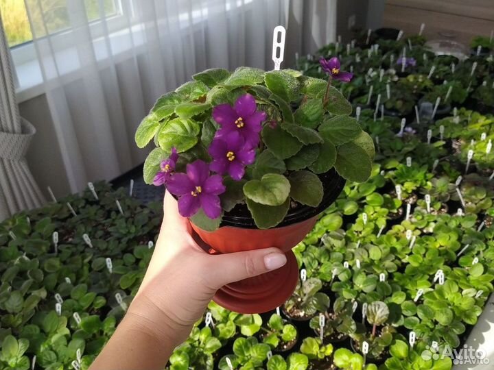 Фиалки не рассаженные