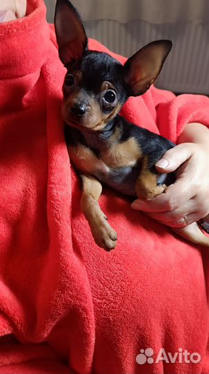 Супер супер мини