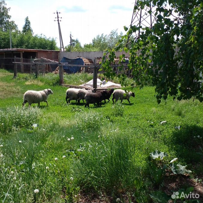 Бараны романовской породы