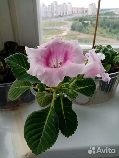 Глоксиния цветущая