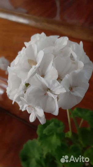 Пеларгония герань