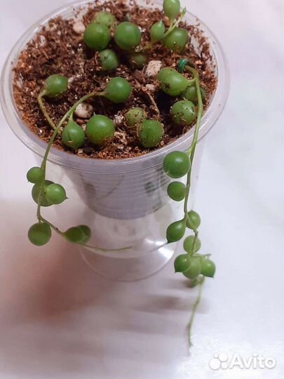 Крестовник роули