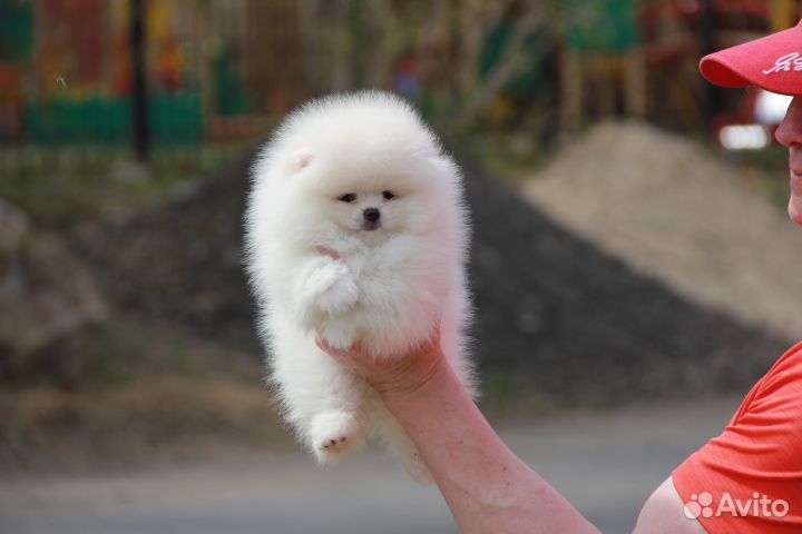 Щенки шпица. Иркутск