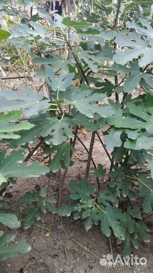 Продам саженцы инжира