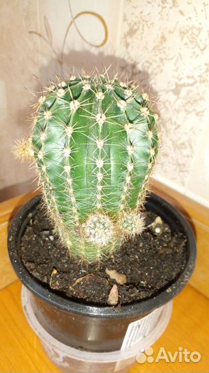 Сансевиерия