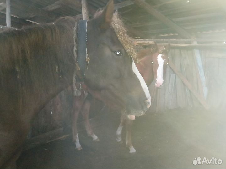 Кобыла с жеребёнком