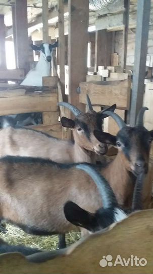 Альпийские козочки и козлики