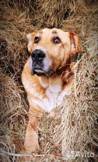 Собаки в добрые руки отдам бесплатно