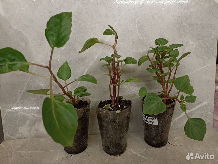 Бальзамины укорененные черенки