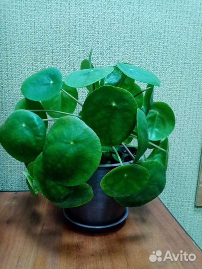 Китайское денежное дерево