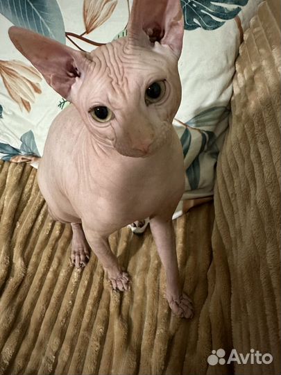 Канадский сфинкс вязка