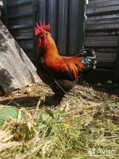 Петух Маран черно медный