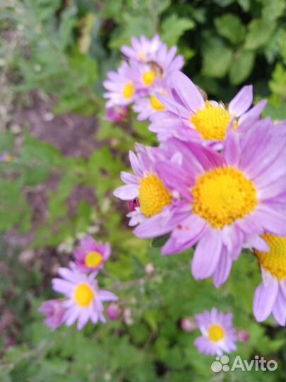 Срезка хризантем