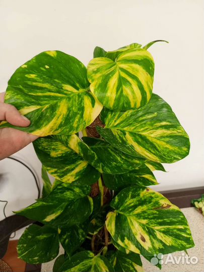 Эппипремнум Мосток золотистый срезом