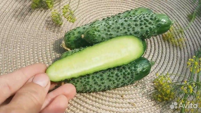 Семена профессионального огурца