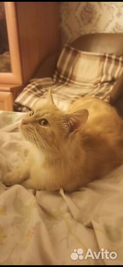 Спасите кошечку