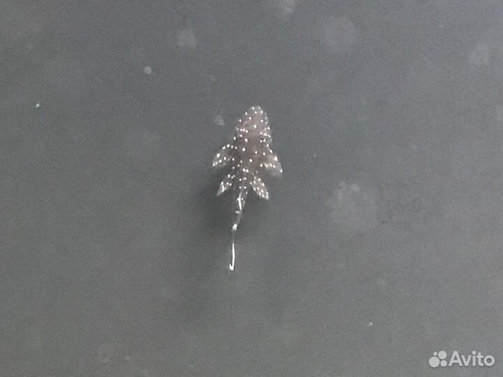 Сомики L181 звездчатые