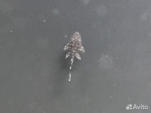 Сомики L181 звездчатые