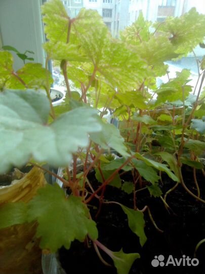 Виноград балконный